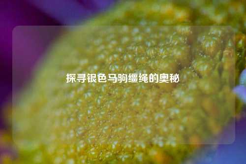 探寻银色马驹缰绳的奥秘